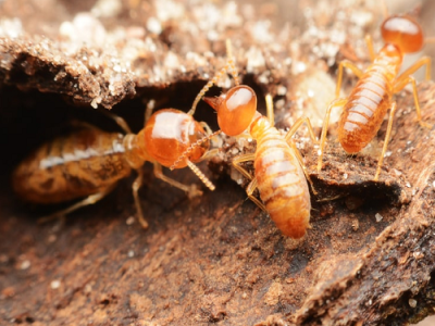 Termite Control