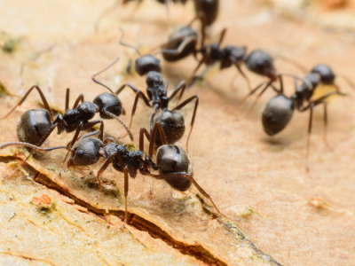 red & Black Ant Control